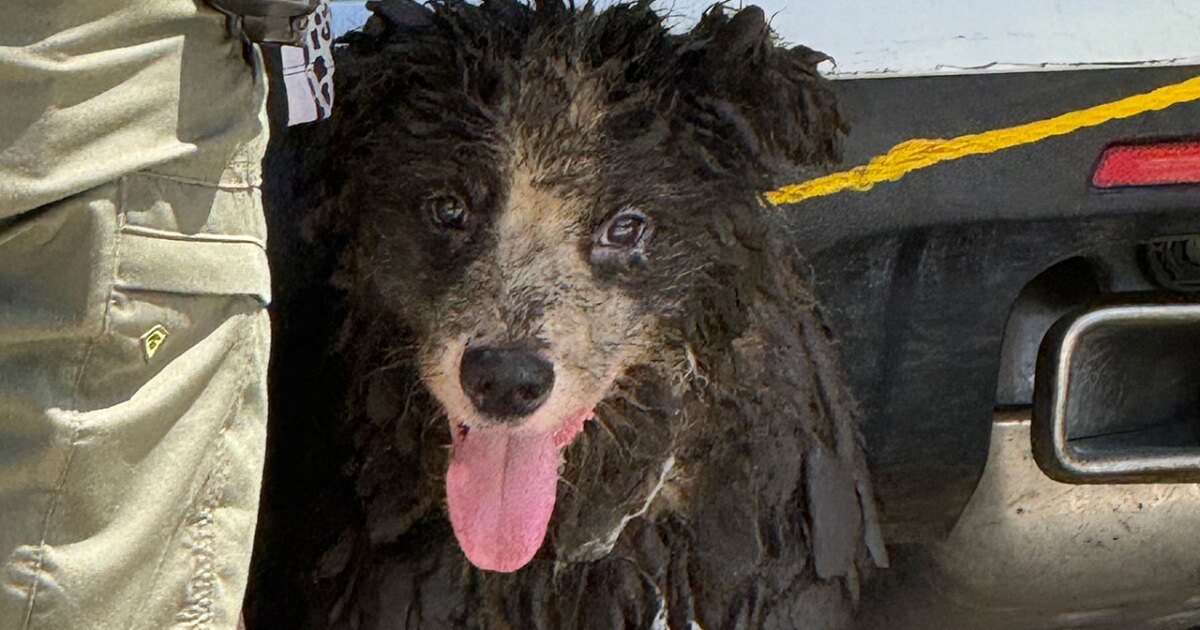 MCSO executes search warrant in Palm City animal hoarding case