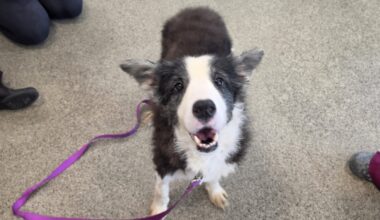 Here's when you can adopt the Border Collies rescued in Palm City hoarding case