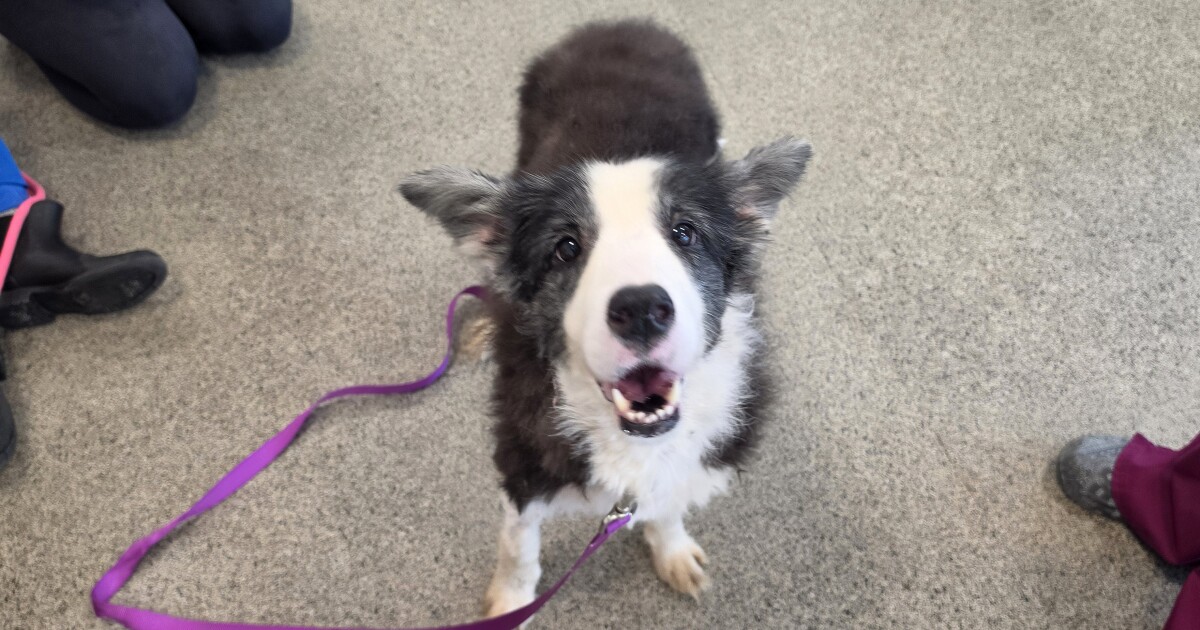Here's when you can adopt the Border Collies rescued in Palm City hoarding case