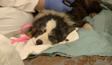 Lawmakers push for new laws after 36 dogs rescued from Palm City home