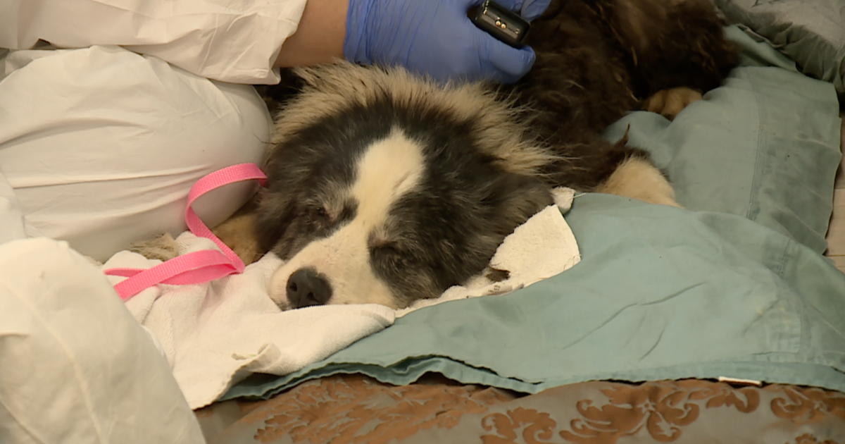 Lawmakers push for new laws after 36 dogs rescued from Palm City home