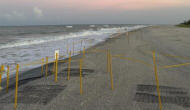 Coyotes thwarting sea turtle nest decoy effort on Sanibel and Captiva islands | WGCU News