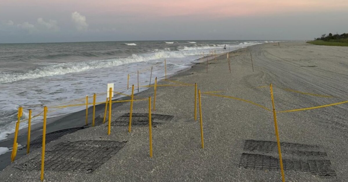 Coyotes thwarting sea turtle nest decoy effort on Sanibel and Captiva islands | WGCU News