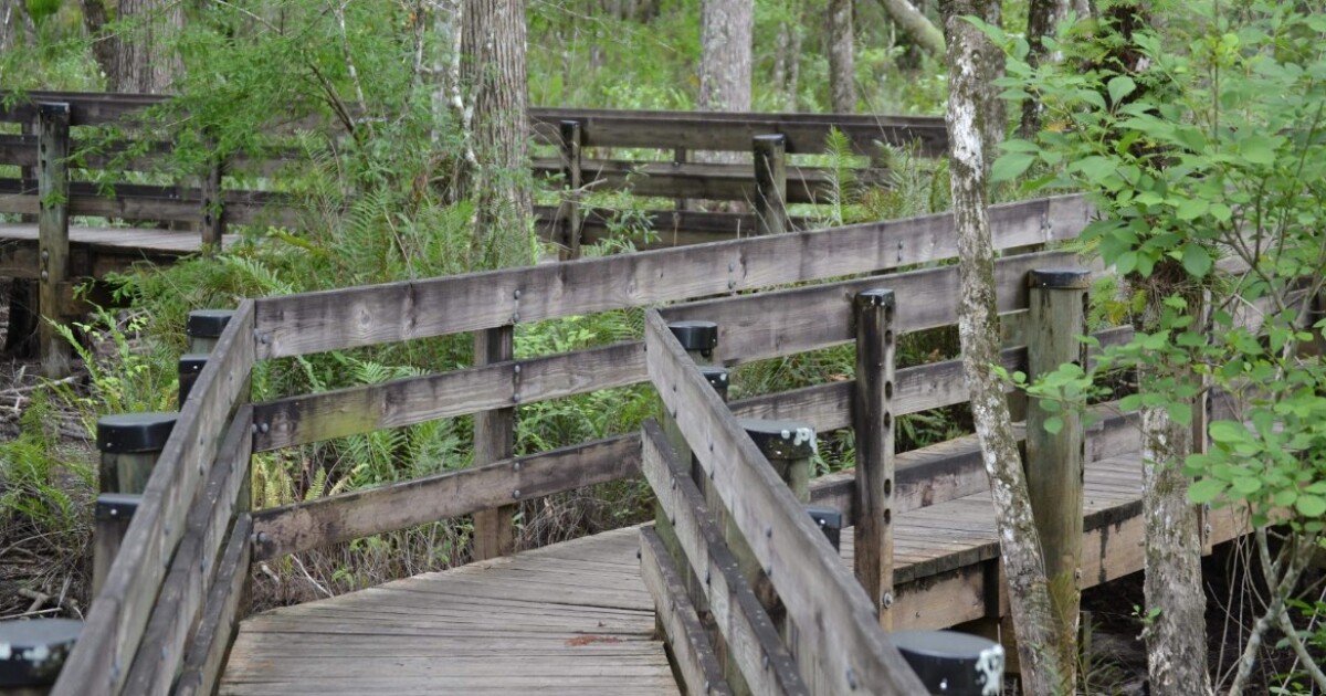 Six Mile Cypress Slough Preserve boardwalk maintenance work rescheduled | WGCU News