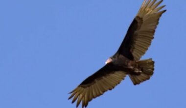Florida's vultures inspire thousands of Japanese poems | WGCU News