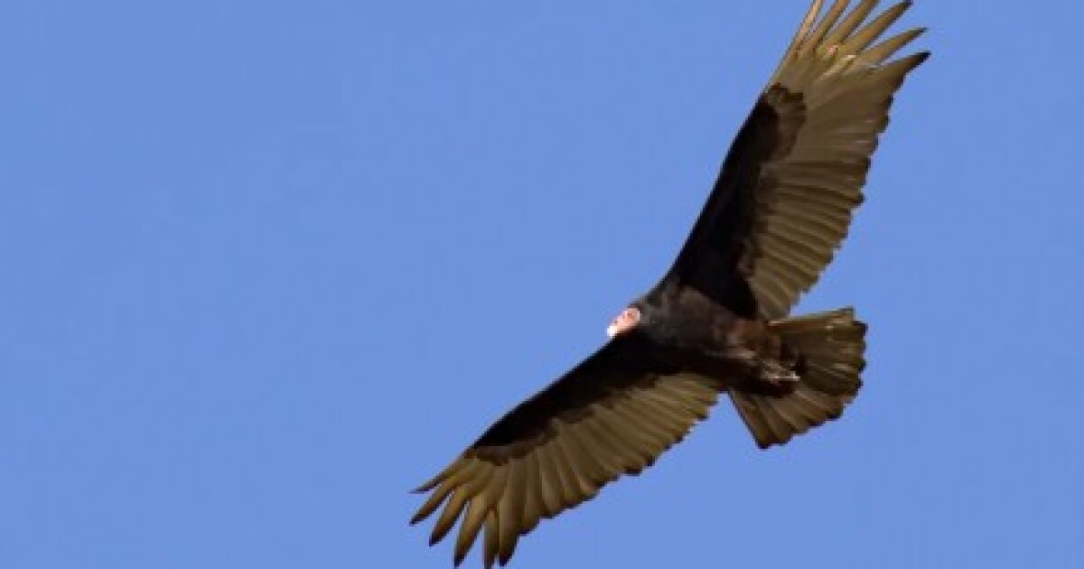 Florida's vultures inspire thousands of Japanese poems | WGCU News