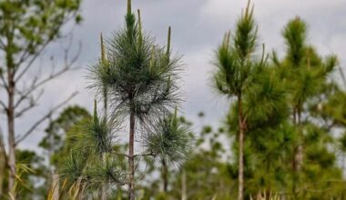 Another gift to help save Miami-Dade's disappearing pine rockland