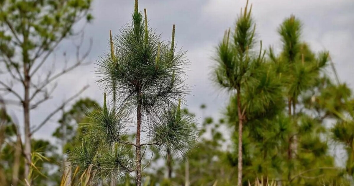 Another gift to help save Miami-Dade's disappearing pine rockland