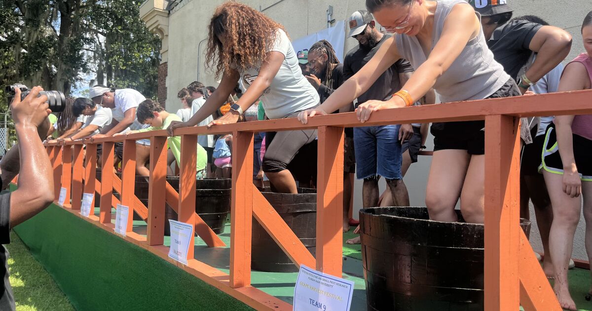 FAMU's College of Agriculture & Food Science holds its Grape Harvest Festival