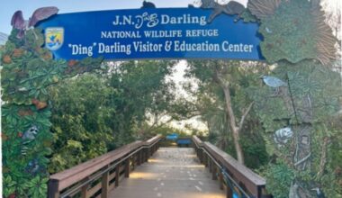 Repairs to J.N. 'Ding' Darling National Wildlife Refuge from Hurricane Ian wrapping up | WGCU News
