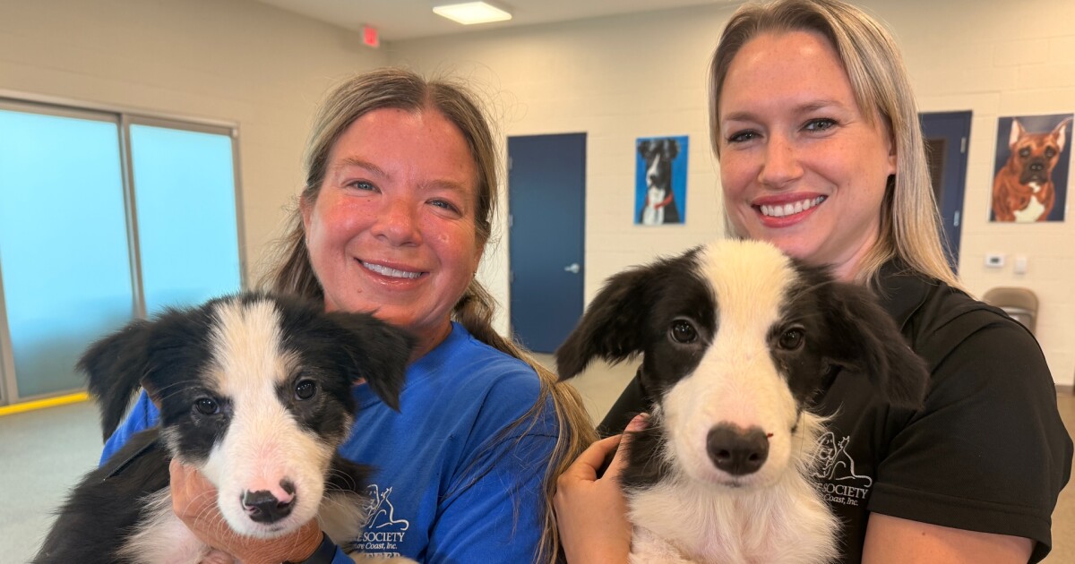 Animals rescued from Martin County hoarding cases start to show signs of healing