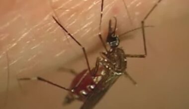 Dengue fever: 10 locally-acquired cases reported in Tampa Bay