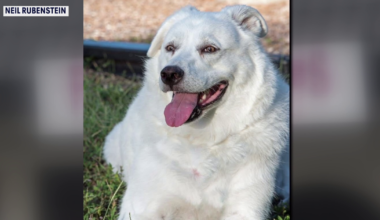 Animal advocates push for stricter pet grooming rules after dog dies during appointment