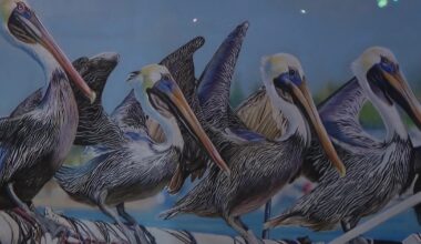 Avian art exhibition helps birds take flight again