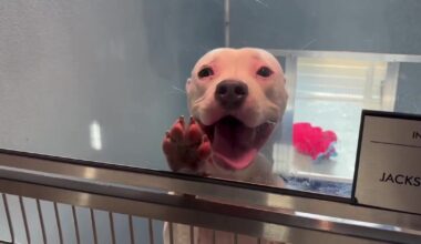 Clear the Shelters: Humane Society waives adoption fees in Tampa Bay