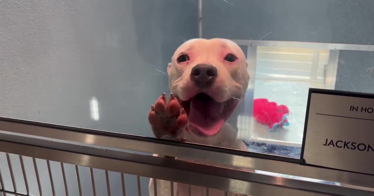 Clear the Shelters: Humane Society waives adoption fees in Tampa Bay