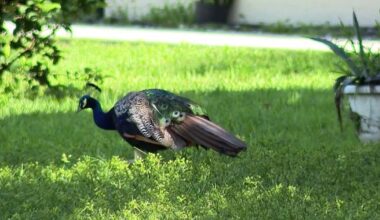 Peacocks plague Casselberry neighborhood; residents asking for ordinance overhaul