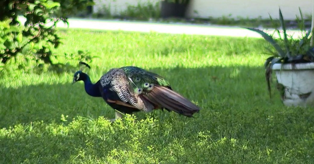 Peacocks plague Casselberry neighborhood; residents asking for ordinance overhaul