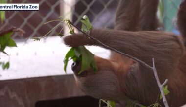 Sloth World investigation closed without charges as calls for change grow