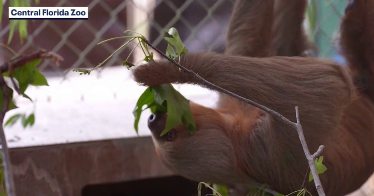 Sloth World investigation closed without charges as calls for change grow