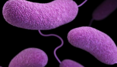 Vibrio vulnificus cases in Florida: County-by-County