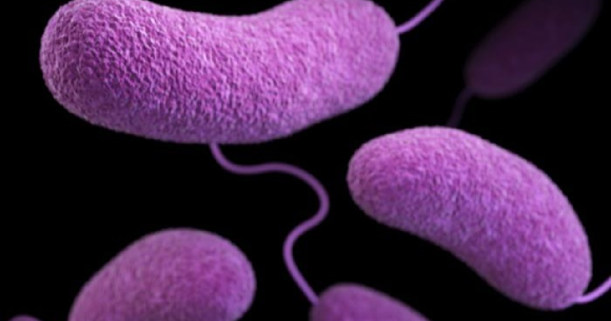 Vibrio vulnificus cases in Florida: County-by-County