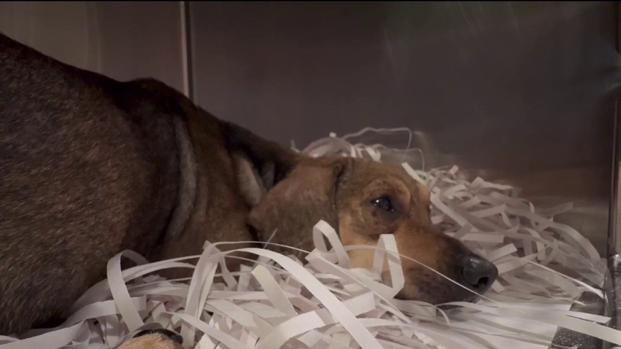 21 dachshunds rescued from hoarding situation