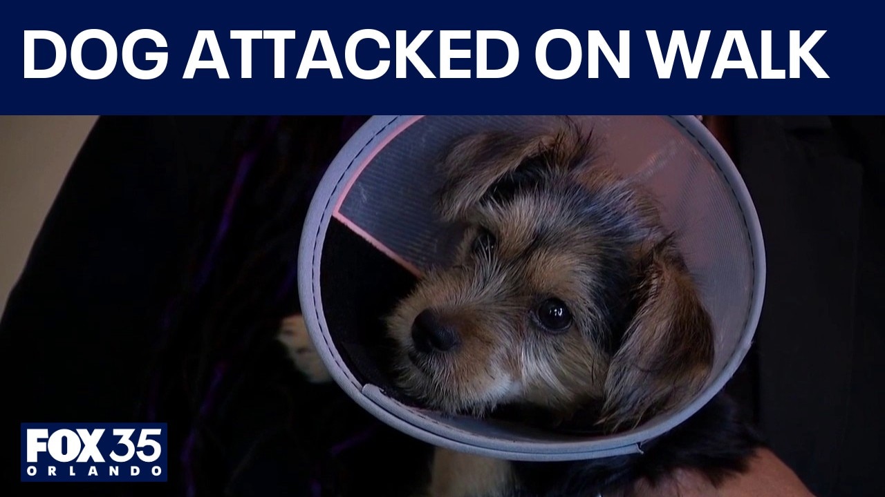 3-month-old Yorkie recovering after attacked in front yard
