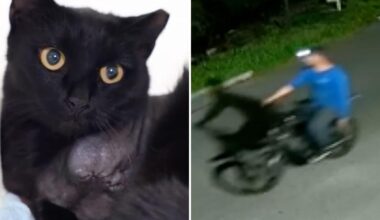Serial cat killer in Florida seen shooting strays from e-bike