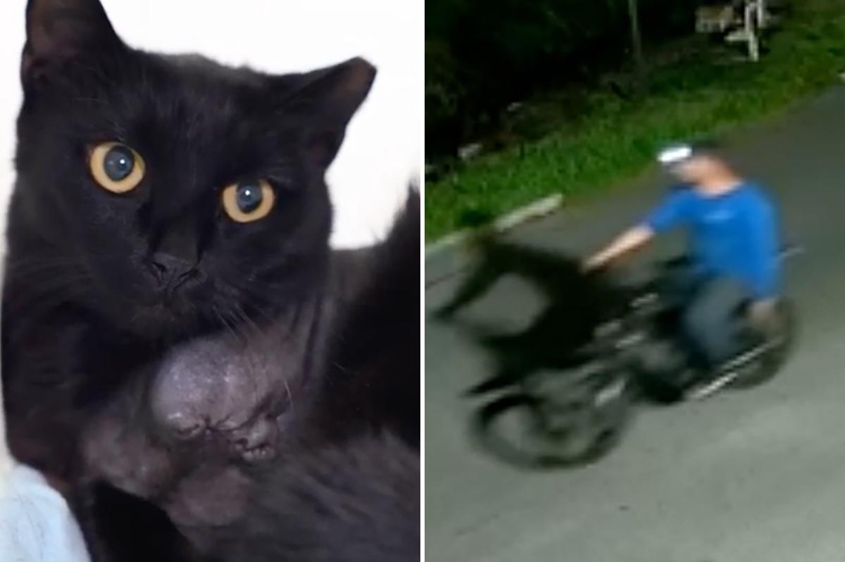 Serial cat killer in Florida seen shooting strays from e-bike