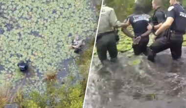 Video shows Florida deputies pursue hit-and-run suspect in gator-infested swamp – NBC 6 South Florida
