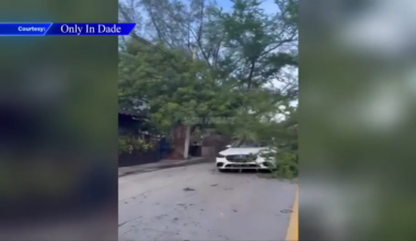 Tree falls onto cars, damaging 2 in Miami; no injuries reported - WSVN 7News | Miami News, Weather, Sports