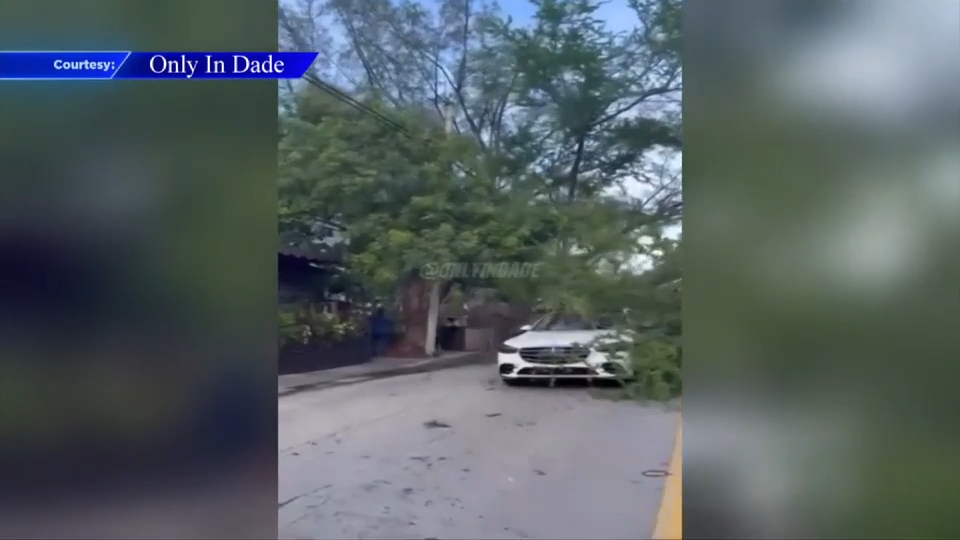 Tree falls onto cars, damaging 2 in Miami; no injuries reported - WSVN 7News | Miami News, Weather, Sports