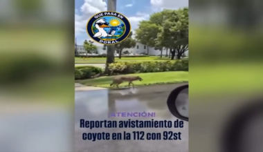 Video shows coyote walking down road in NW Miami-Dade - WSVN 7News | Miami News, Weather, Sports