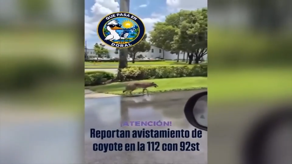 Video shows coyote walking down road in NW Miami-Dade - WSVN 7News | Miami News, Weather, Sports