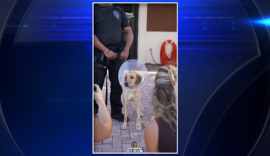 Miami Gardens Police K-9 that went missing for nearly a week is discharged from animal hospital - WSVN 7News | Miami News, Weather, Sports