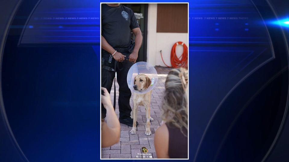 Miami Gardens Police K-9 that went missing for nearly a week is discharged from animal hospital - WSVN 7News | Miami News, Weather, Sports