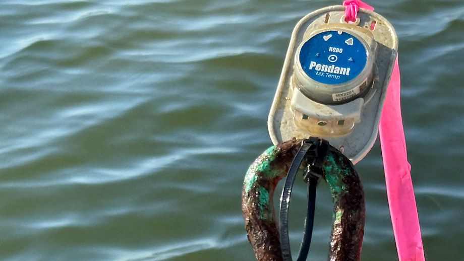 Study will determine if warmer waters are stressing seagrass