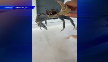 Bizarre video captures crab swinging blade at man, dog in Palmetto Bay - WSVN 7News | Miami News, Weather, Sports