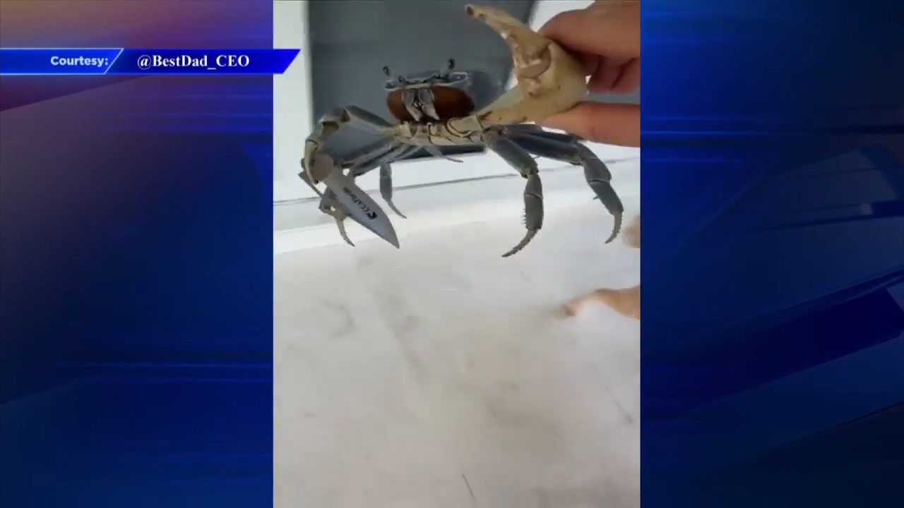 Bizarre video captures crab swinging blade at man, dog in Palmetto Bay - WSVN 7News | Miami News, Weather, Sports