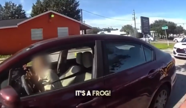 Bodycam footage shows frog jumping into car during traffic stop near Tampa - WSVN 7News | Miami News, Weather, Sports