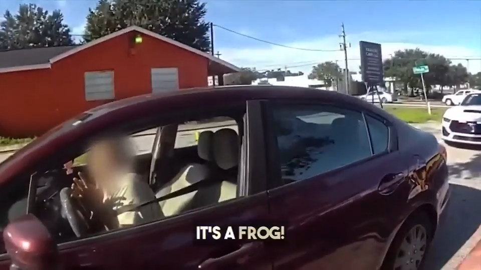 Bodycam footage shows frog jumping into car during traffic stop near Tampa - WSVN 7News | Miami News, Weather, Sports