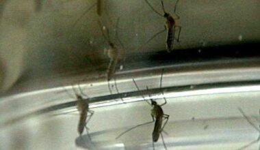 Florida confirms locally-acquired dengue case in Orange County