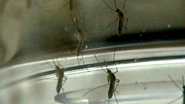 Florida confirms locally-acquired dengue case in Orange County