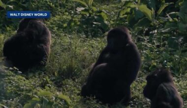 Animal Kingdom introduces Bakari to new family: 3 lady gorillas