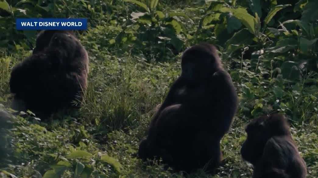 Animal Kingdom introduces Bakari to new family: 3 lady gorillas