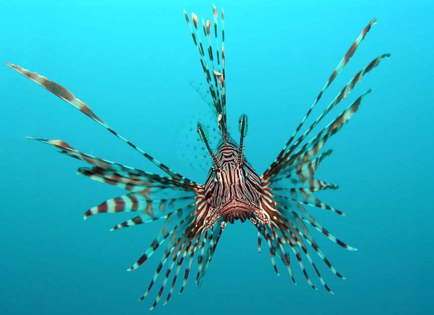 Lionfish have swarmed the U.S. East Coast, wiping out local species. The good news is, they taste great in sushi form.