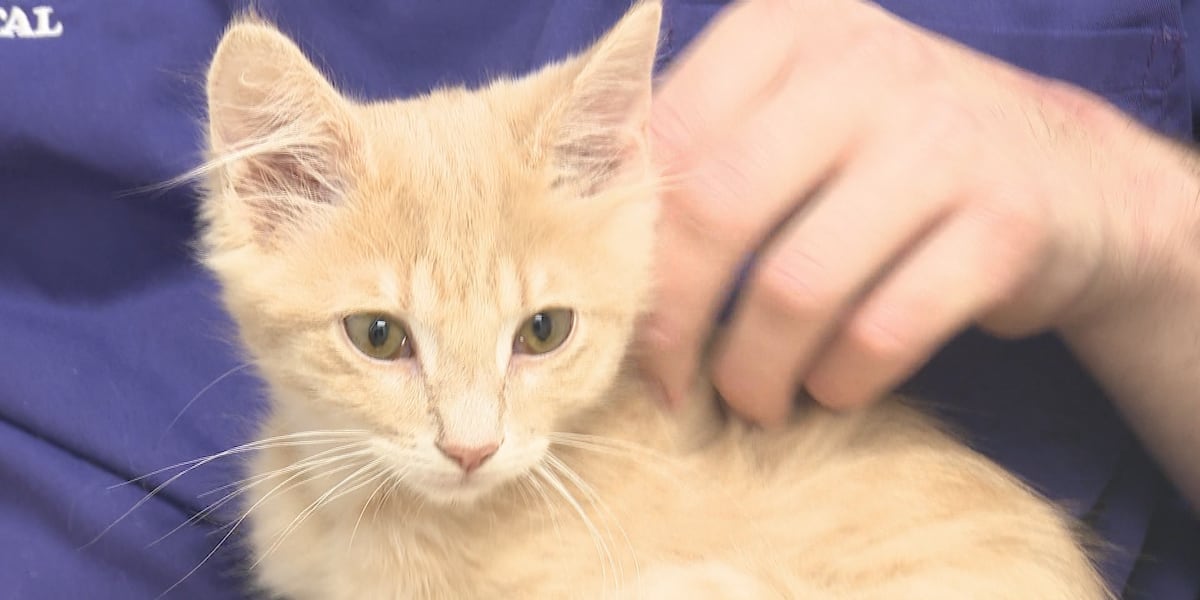 Surrendered kitten survives against all odds and finds new home