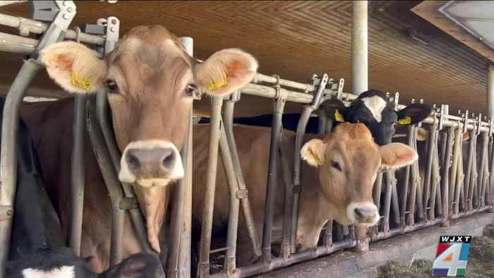 More foreign beef is coming to lower grocery prices — Florida farmers say it could hurt domestic production