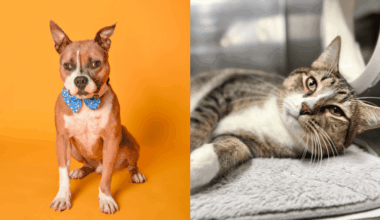 Franz Ferdinand and Maxie Search for Forever Homes in Broward County – Coral Springs Talk